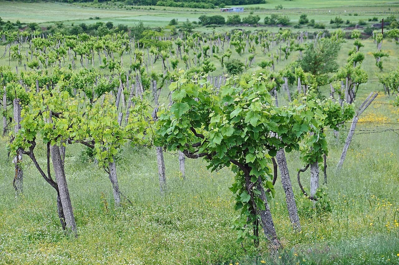 Vignoble près de Përmet